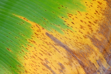 closeup of colorful fresh banana leaf textureの写真素材