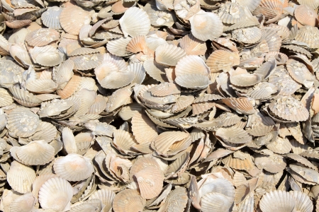 accumulation of scallop in shell together, closeup of photoの写真素材