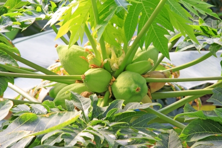 papaya fruit on the trees in a garden, north chinaの写真素材