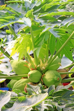papaya fruit on the trees in a garden, north chinaの写真素材