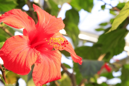bloom of Hibiscus flowers in a gardenの写真素材