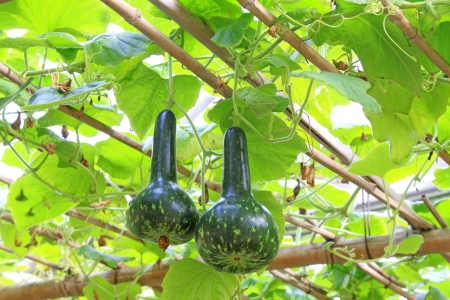 grow sturdily gourd in a modern agricultural gardenの写真素材