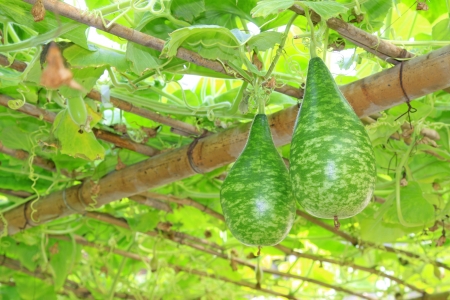 grow sturdily gourd in a modern agricultural gardenの写真素材
