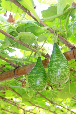 grow sturdily gourd in a modern agricultural gardenの写真素材