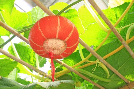 grow sturdily pumpkin in a modern agricultural gardenの写真素材