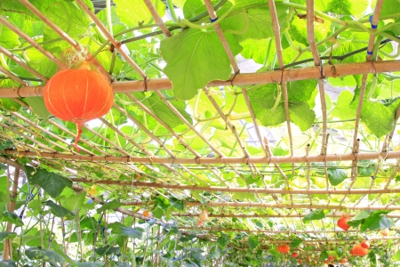 grow sturdily pumpkin in a modern agricultural gardenの写真素材