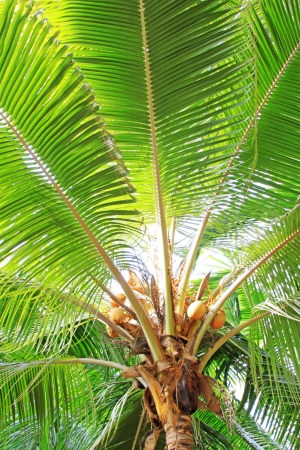 grow sturdily coconut trees in a gardenの写真素材
