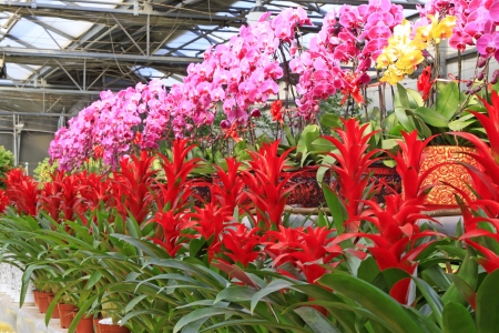phalaenopsis and pineapple flower, closeup of photoの写真素材