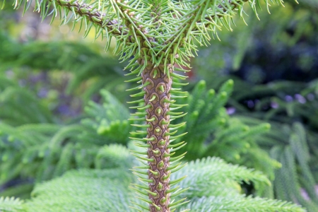 closeup of araucaria stalk in the wildの写真素材