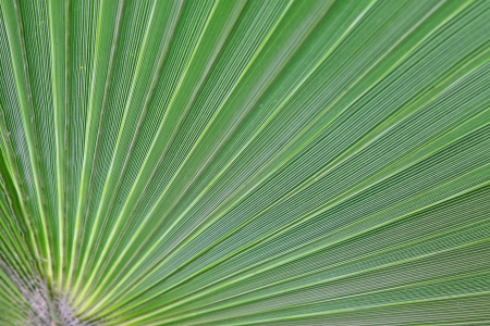 closeup of livistona palm leaves in a gardenの写真素材