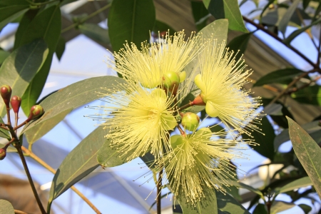 water syzygium flowers in a botanical gardenの写真素材