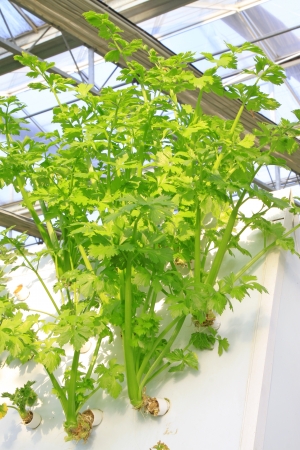 Soilless cultivation of green vegetables in a botanical gardenの写真素材