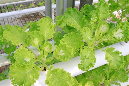 Soilless cultivation of green vegetables in a botanical gardenの写真素材
