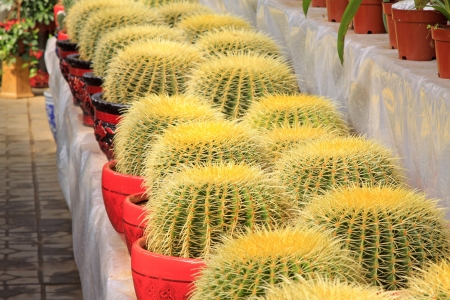 cactus plants in a garden の写真素材