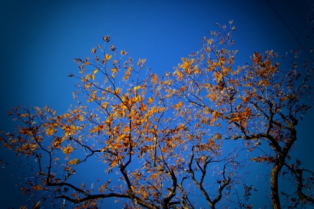 Beautiful chestnut tree in a mountainous area, Qianxi County, Hebei Province, chinaの写真素材