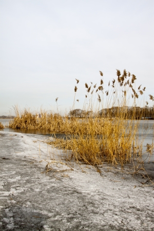 waterfront plant landscape in winter, north chinaの写真素材