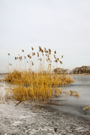 waterfront plant landscape in winter, north chinaの写真素材