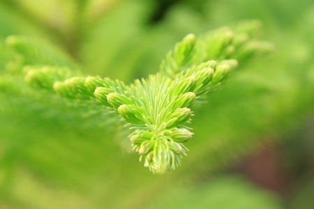 closeup of araucaria stalk in the wildの写真素材