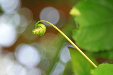 fresh and tender plant vine, closeupの写真素材