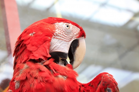 he scarlet macaw is a large, red, yellow and blue south american parrot, a member of a large group of neotropical parrots called macawsの写真素材