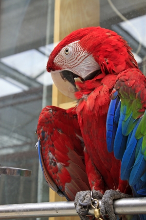 he scarlet macaw is a large, red, yellow and blue south american parrot, a member of a large group of neotropical parrots called macawsの写真素材