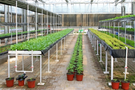LETING COUNTY OF HEBEI PROVINCE - FEBRUARY 24  Soilless cultivation green vegetables in the Leting modern agricultural garden on February 24, 2013, Leting County, Hebei Province, Chinaの写真素材