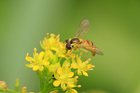 syrphidae insects on yellow flowers in the wild