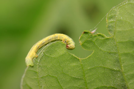 a kind of insects named geometrid