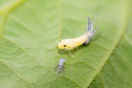 Leafhoppers larvae are shed their skin in the wildの写真素材