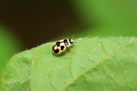 a kind of insects named ladybug on green plant in the wild, north china 
の写真素材