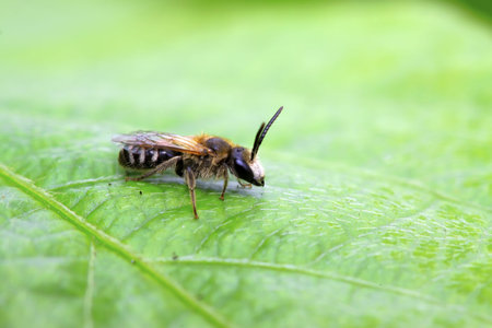 Sawfly on green leaf in the wildの写真素材