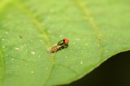 flies insects on green leaf in the wildの写真素材
