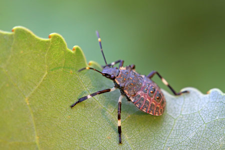 stinkbug larvae on green leaf in the wild natural state