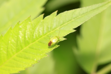 stinkbug on green leaf in the wildの写真素材
