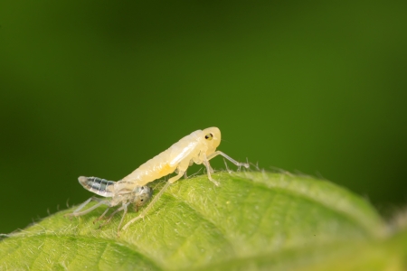 a kind of homoptera insects leafhopper larvaeの写真素材