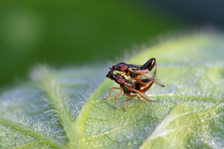 flies insects on the leaves in the wildの写真素材