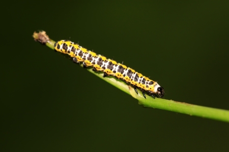 lettuce winter moth larvae on green leaf in the wildの写真素材