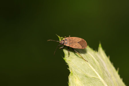red stinkbug on green leaf in the wild