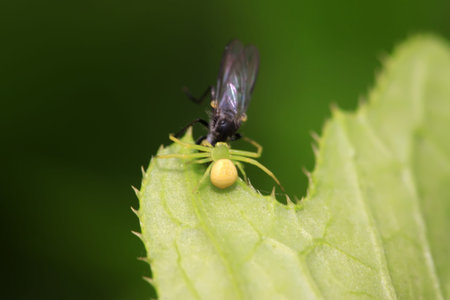 a kind of insects named crab spiderの写真素材