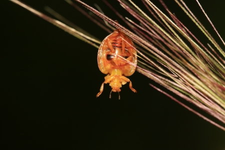 potato beetle on green leaf in the wildの写真素材