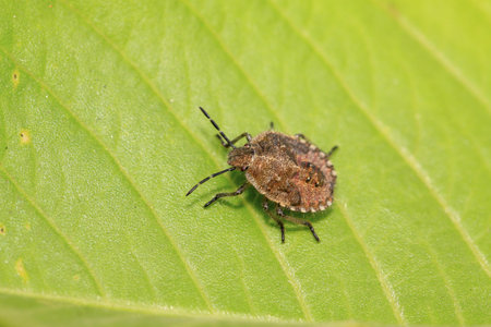 stinkbug on green leaf in the wild natural state 