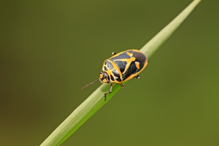 stinkbug on green leaf in the wild natural stateの写真素材