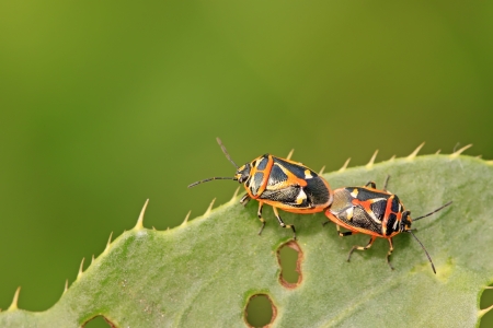 stinkbug on green leaf in the wild natural stateの写真素材