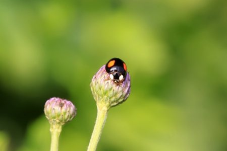 Ladybug on green leaf in the wildの写真素材