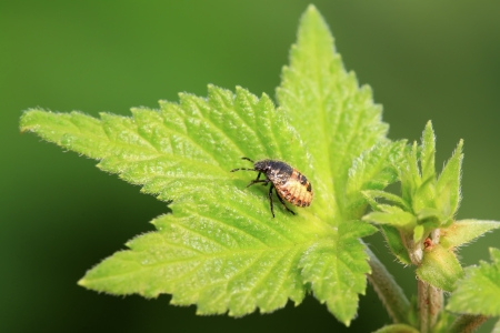 stinkbug larvae on green leaf in the wild natural stateの写真素材