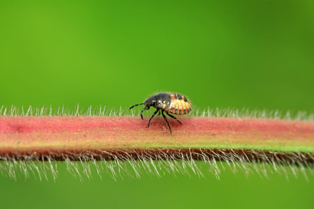 stinkbug larvae on green leaf in the wild natural state