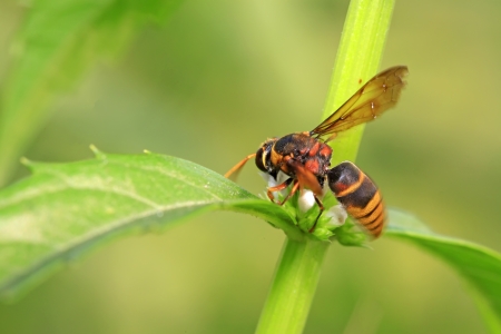 hornet flower-counting in the wild, closeup of photoの写真素材