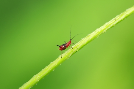 a kind of insects named aphid on green plant in the wild, north chinaの写真素材
