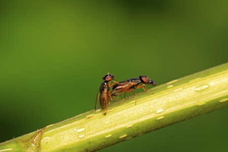 two muscidae insects mating on the green leaf in the wild の写真素材