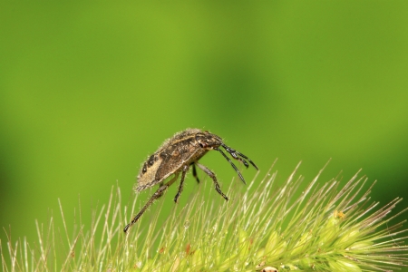 stinkbug on green leaf in the wild natural stateの写真素材